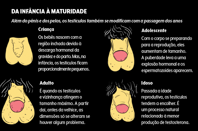 Testículos dos idosos, crianças, adolescentes e adultos