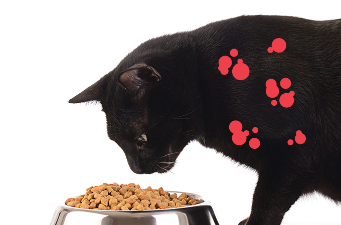 A ração que alivia a alergia ao gato