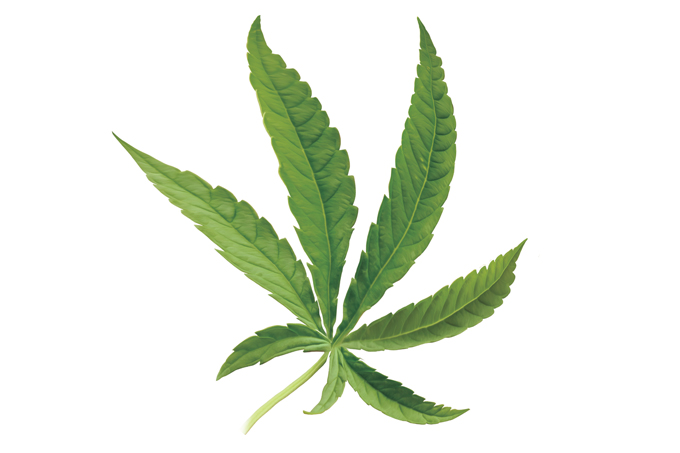 cannabis medicinal