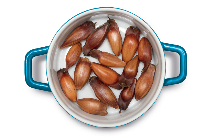 Vem aí a farinha de pinhão