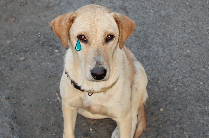 Adoção de animais aumenta na pandemia, mas abandono também