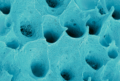 Foto de cor azul tirada por cientistas mostra o interior dos dentes, a camada chamada dentina