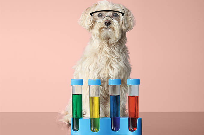 Terapia com células-tronco para pets