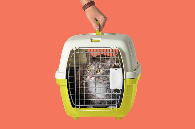 Como levar os pets no seu carro