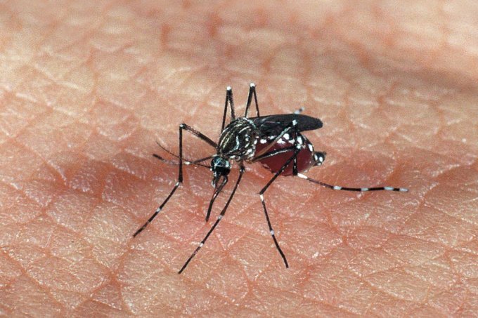Chikungunya: o inquilino indesejado que chegou para ficar