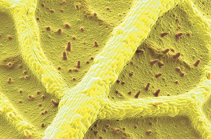 Zoom: é para ver... e para comer