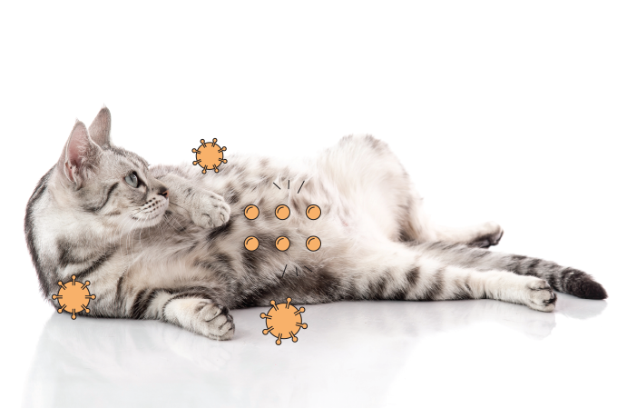 Atenção: pets também podem ter câncer!