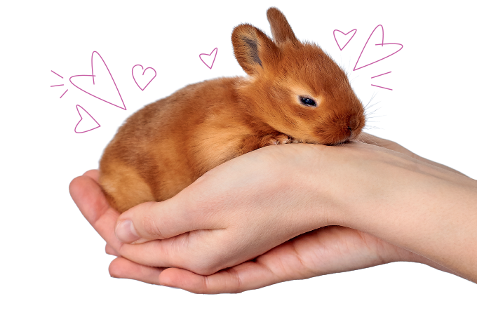 Livro traz provocações sobre nossa relação com os animais