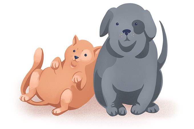 Obesidade canina: como reconhecer e ajudar seu pet?