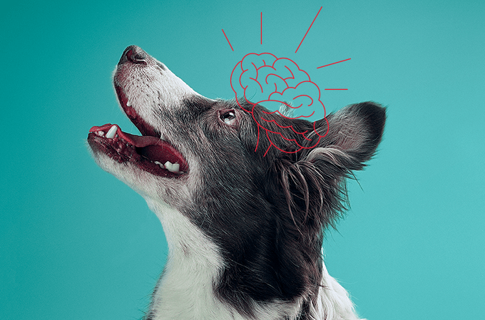 cão e cérebro