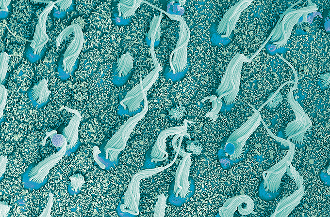 Zoom: no balanço das ondas