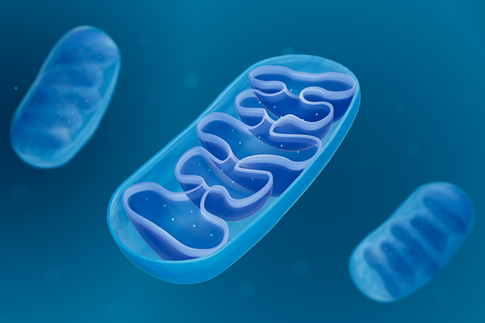 Faz sentido adotar um treino ou dieta para ter mais mitocôndrias?