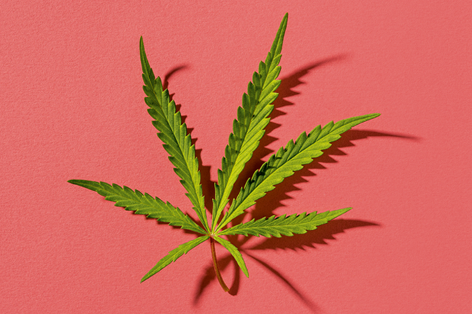 Qual é o papel da cannabis no tratamento da dor?