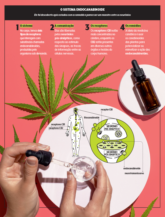 sistema endocanabinoide