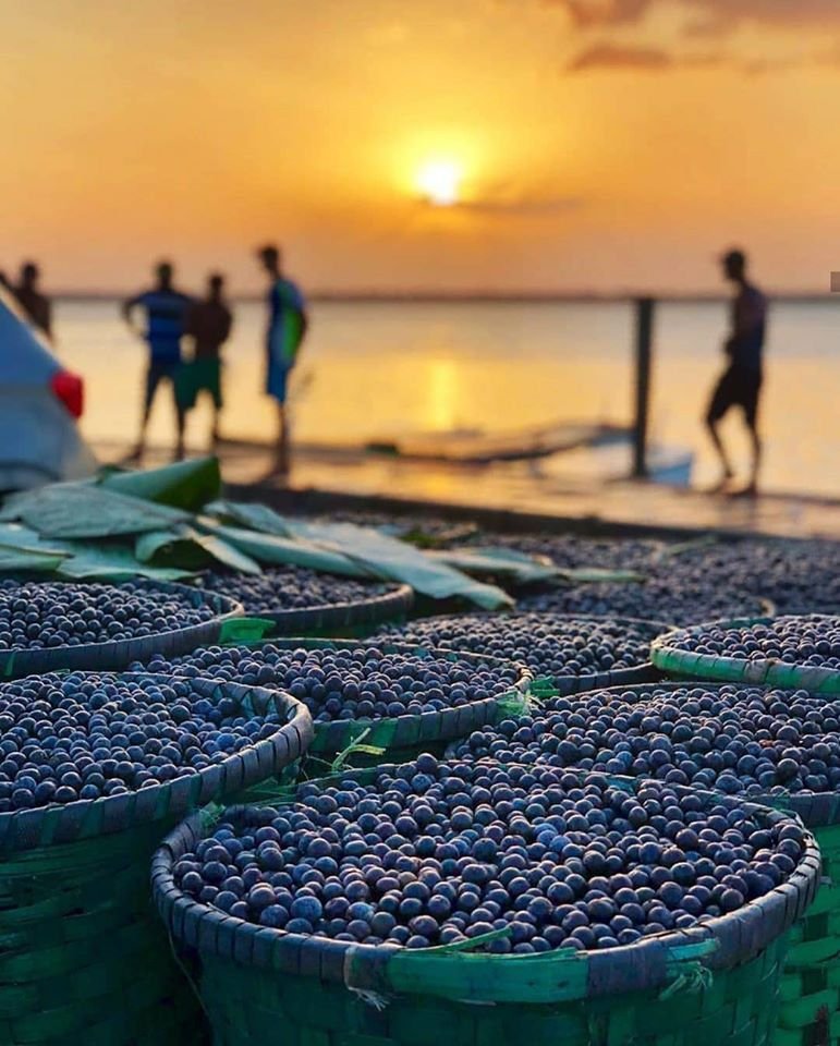 Benefícios do açaí: o que saber sobre ele para se deliciar sem engordar