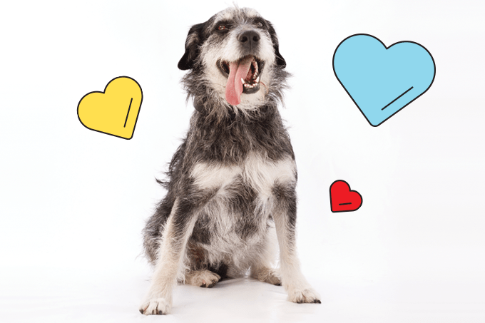 Os cães mais queridos do Brasil