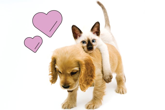 Cães e gatos podem, sim, ser amigos