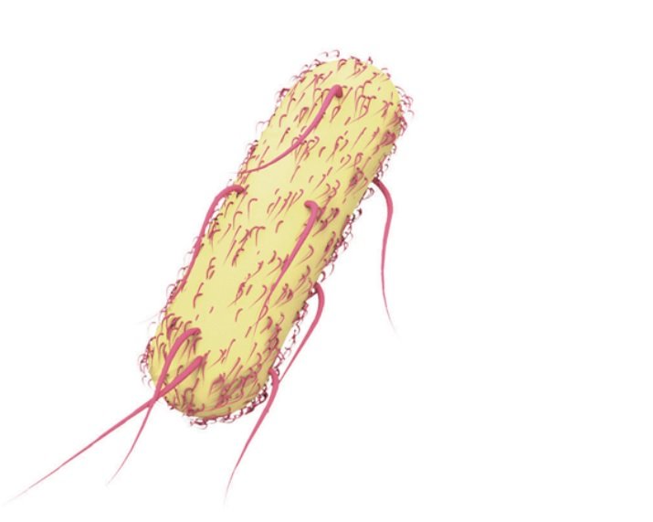Septicemia: o que é, as causas e os sintomas