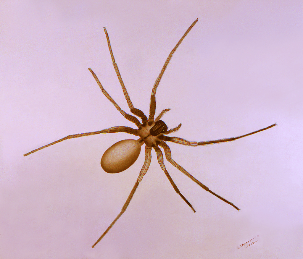 Picada de aranha: quais os riscos e o que fazer