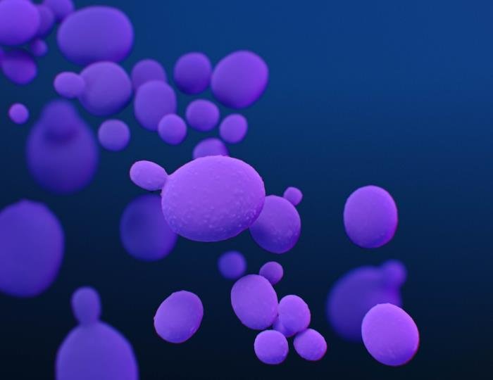 O que é o fungo “Candida auris” e que doença ele causa?