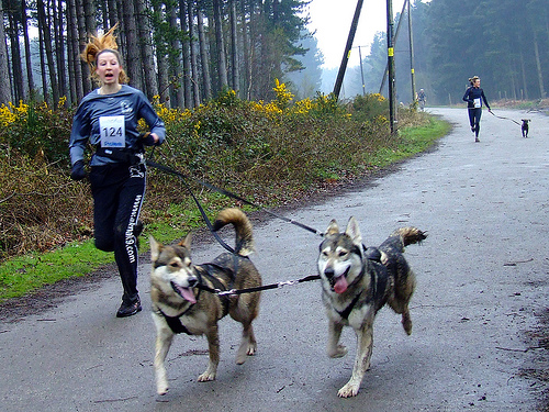 canicross-corrida-cachorros
