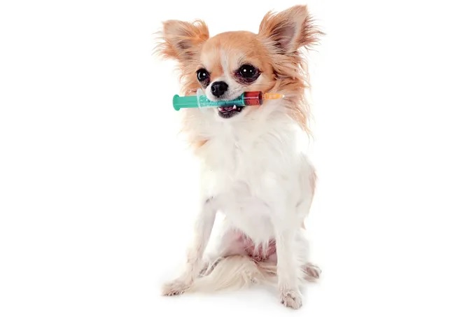 saude-animal-vacinacao-raiva-cachorros