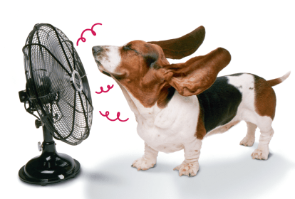 calor-pets