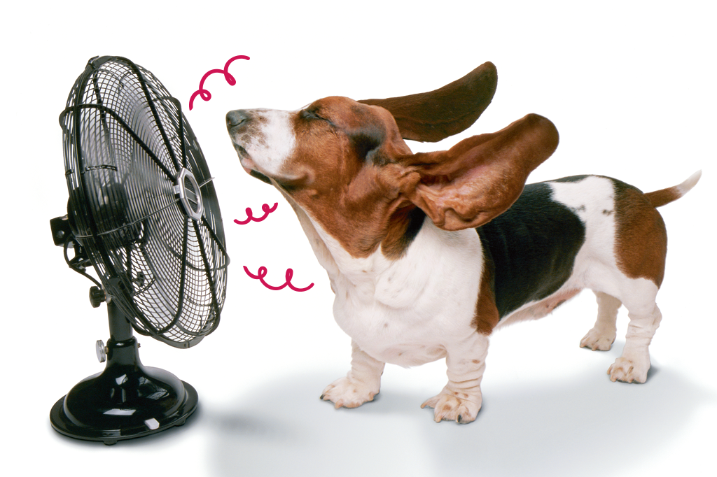 Onda de calor: 6 dicas para dar conforto a cães e gatos