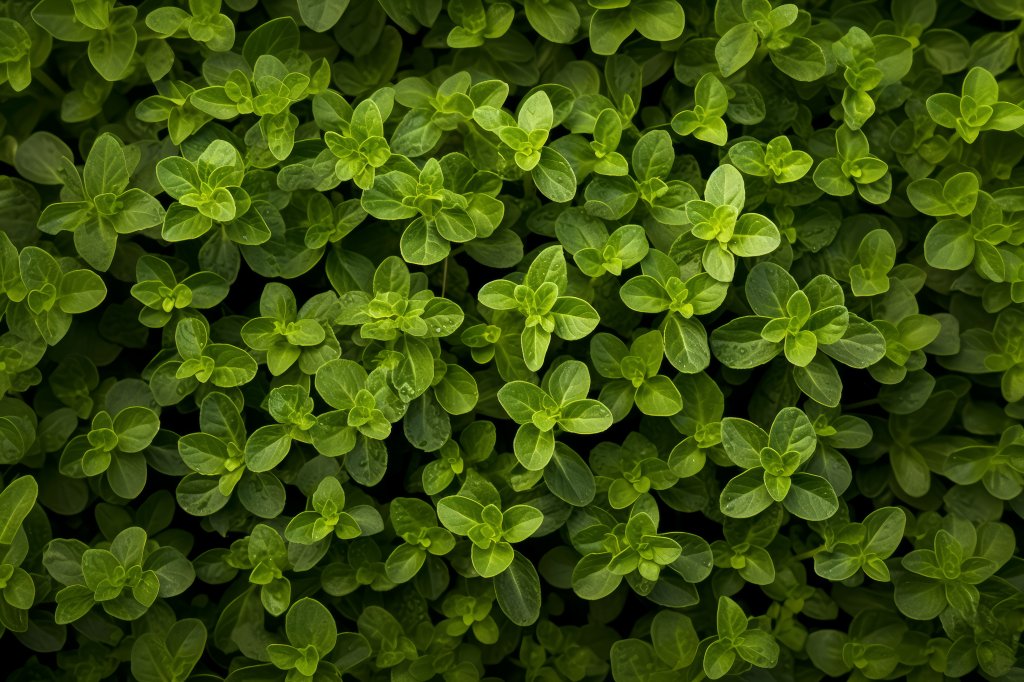 cha-de-oregano-como-fazer-quais-os-beneficios-cuidados cha-de-oregano-como-fazer-quais-os-beneficios-cuidados