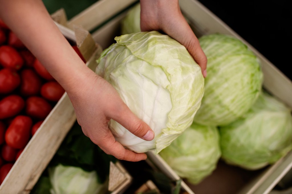 repolho-quais-os-beneficios-como-inserir-na-alimentacao