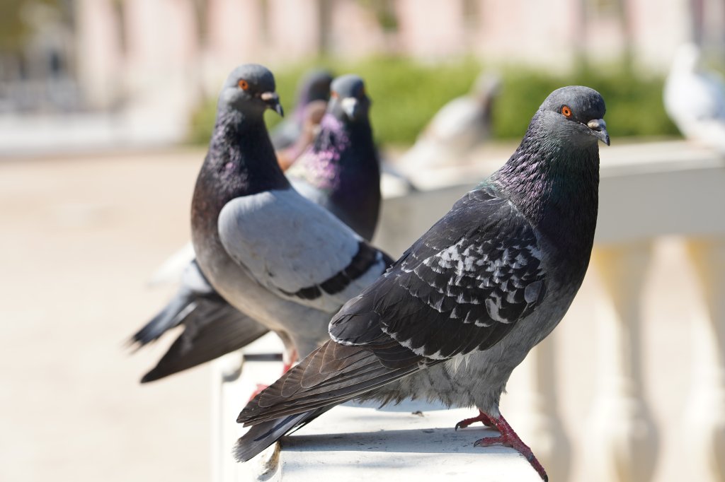 Doença do pombo? Saiba o que é a criptococose