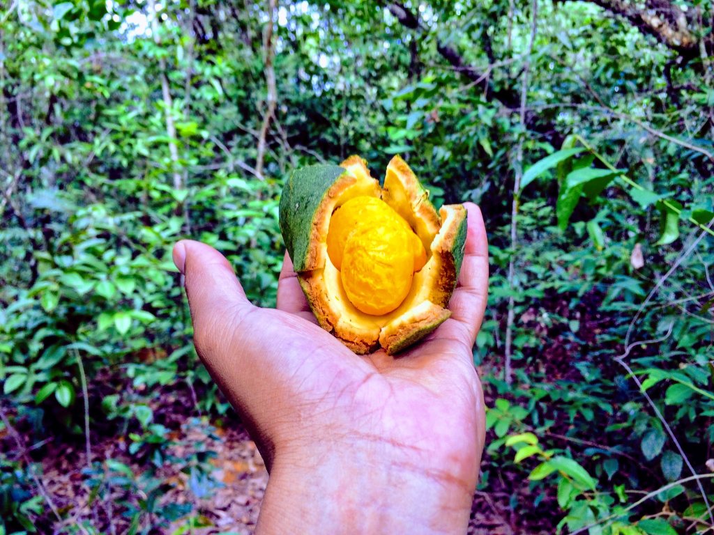 pequi-fruta-brasileira-cerrado