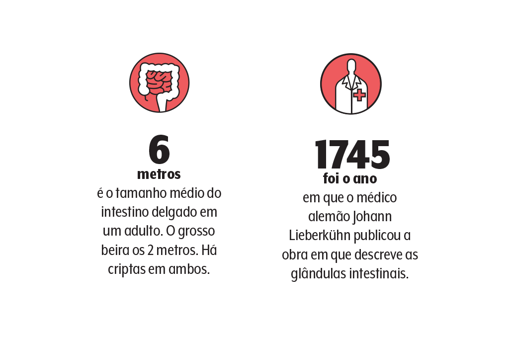 zoom-criptas-intestino-dados