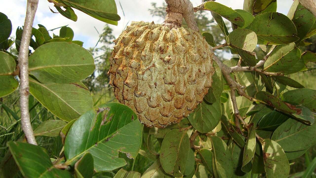 araticum-fruta-nativa-cerrado