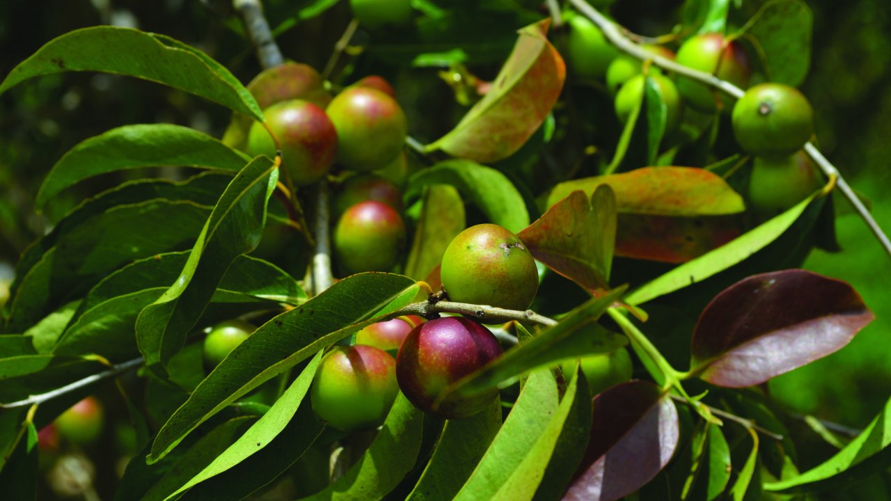 camu-camu