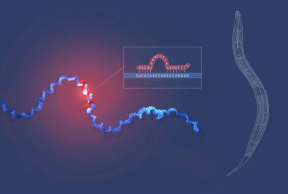 microrna-nobel-medicina