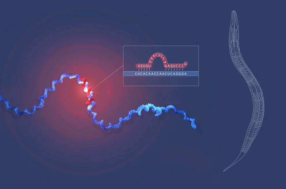 microrna-nobel-medicina