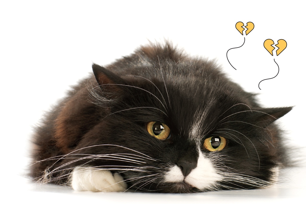 Gatos ficam de luto por outros animais da casa