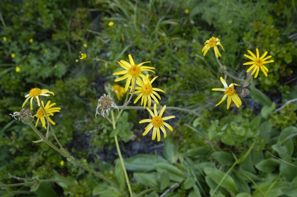 Arnica: descubra se a erva ajuda mesmo a combater inflamações