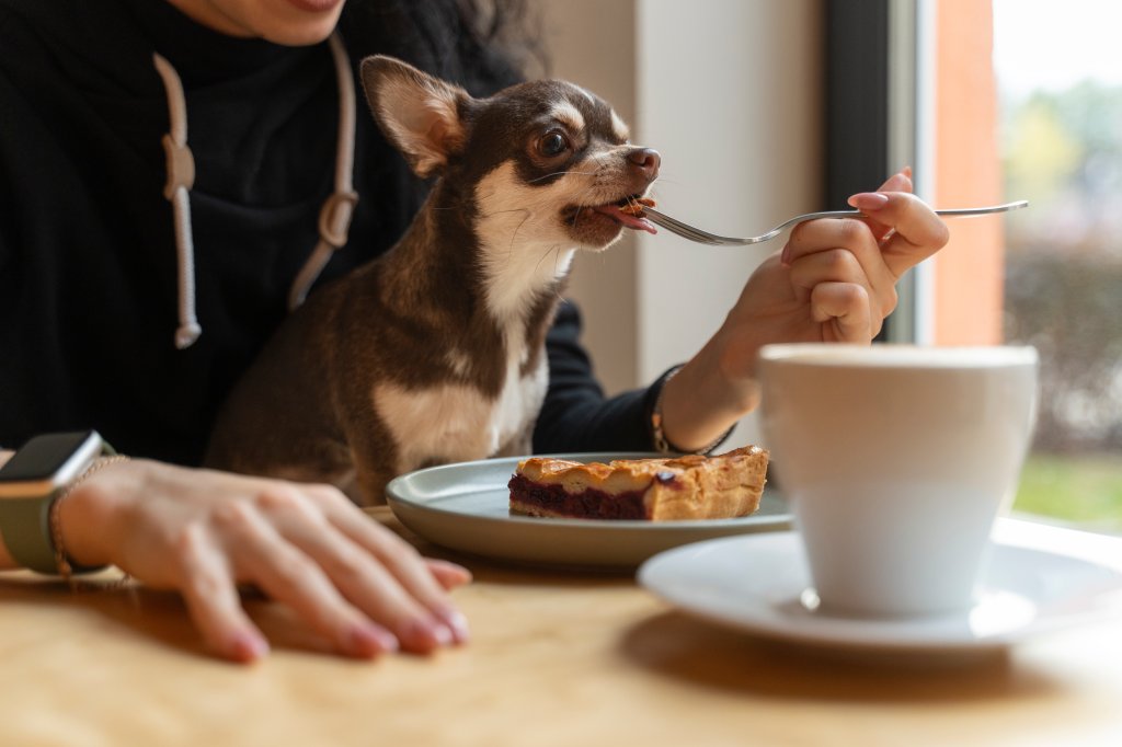 10 alimentos proibidos para cachorros