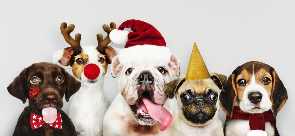 5 alimentos natalinos proibidos para os cachorros