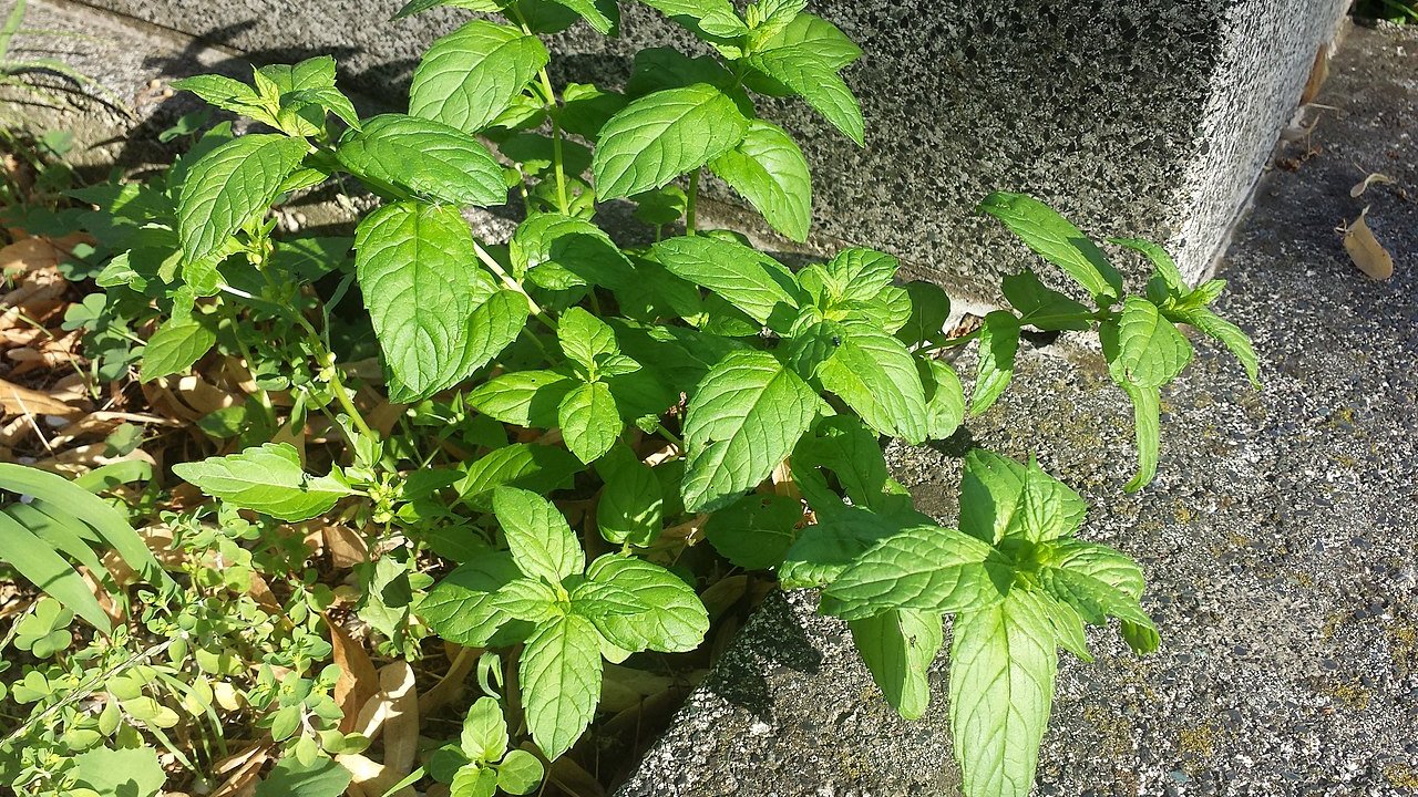 folhas-de-menta-mentha-spicata