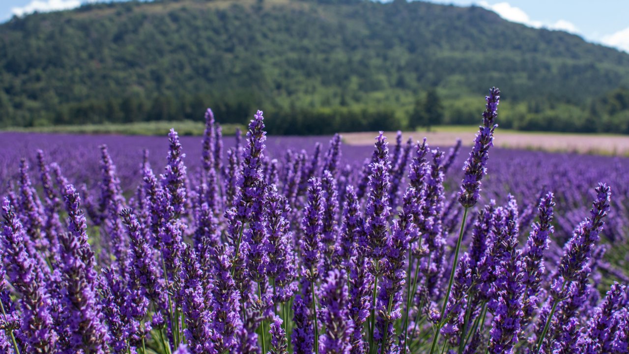 lavanda-beneficios-saude