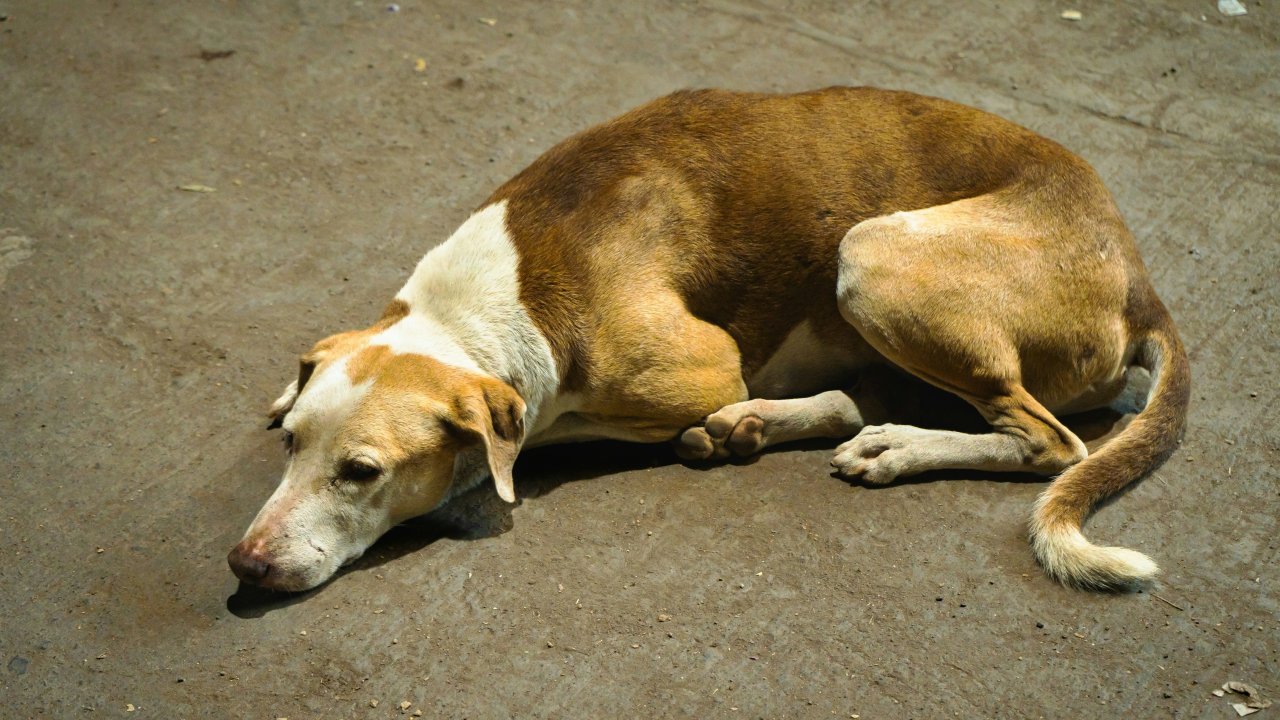 cinomose-canina-cachorro-doenca-viral-vacina