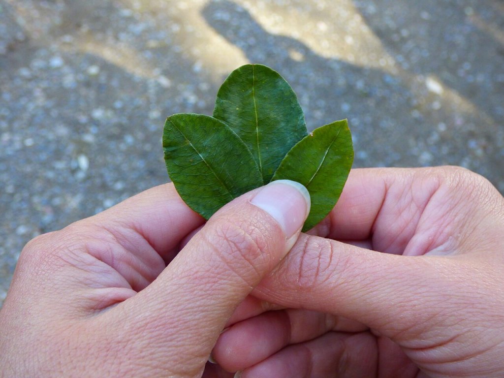Folha de coca: como ela combate o mal-estar da altitude?