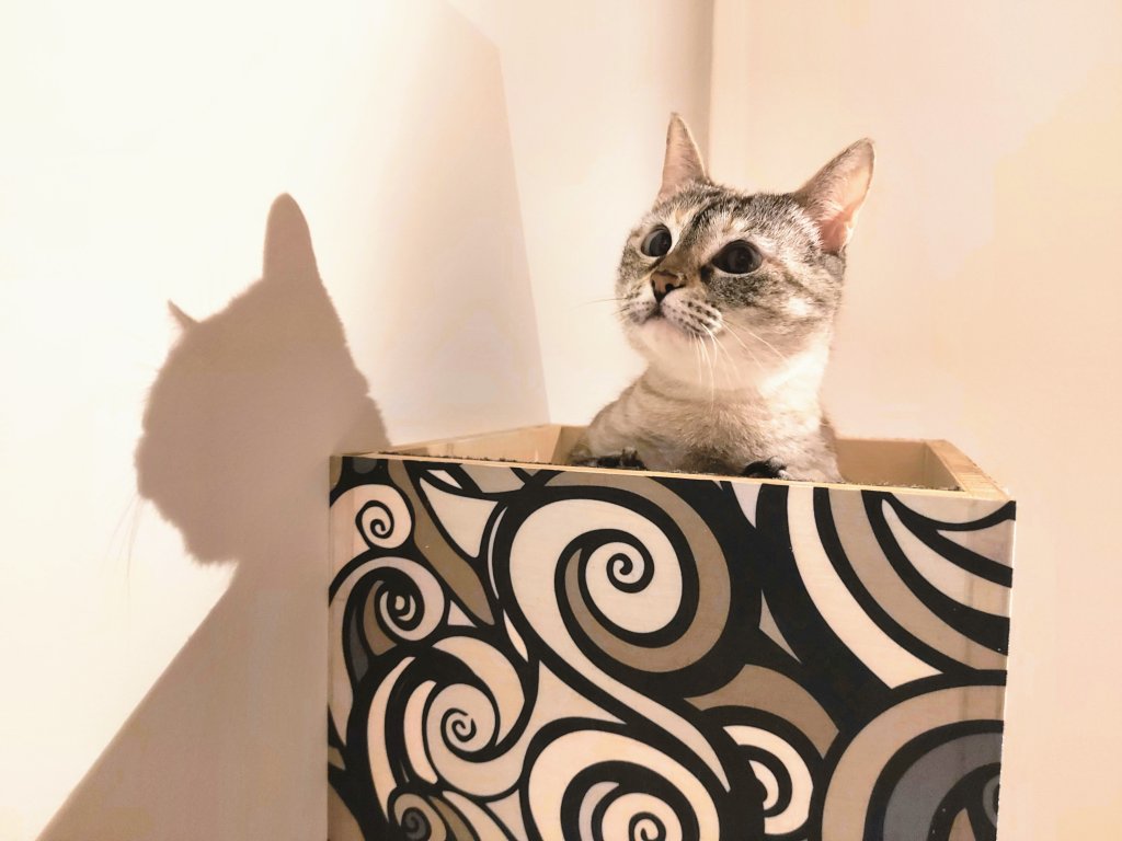 Como gatificar sua casa – e quais as vantagens disso