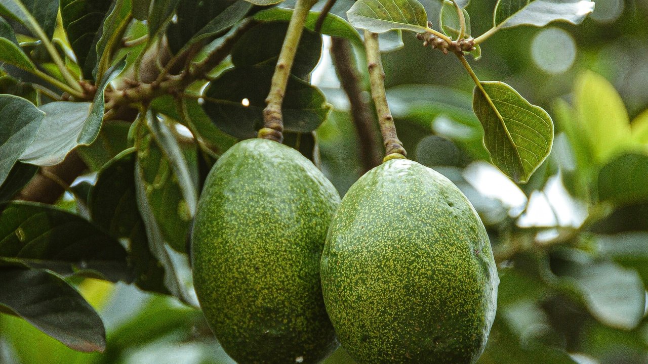 saude-alimentacao-cha-folha-abacate
