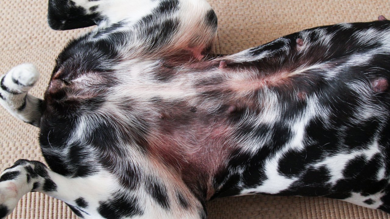 dermatite-canina