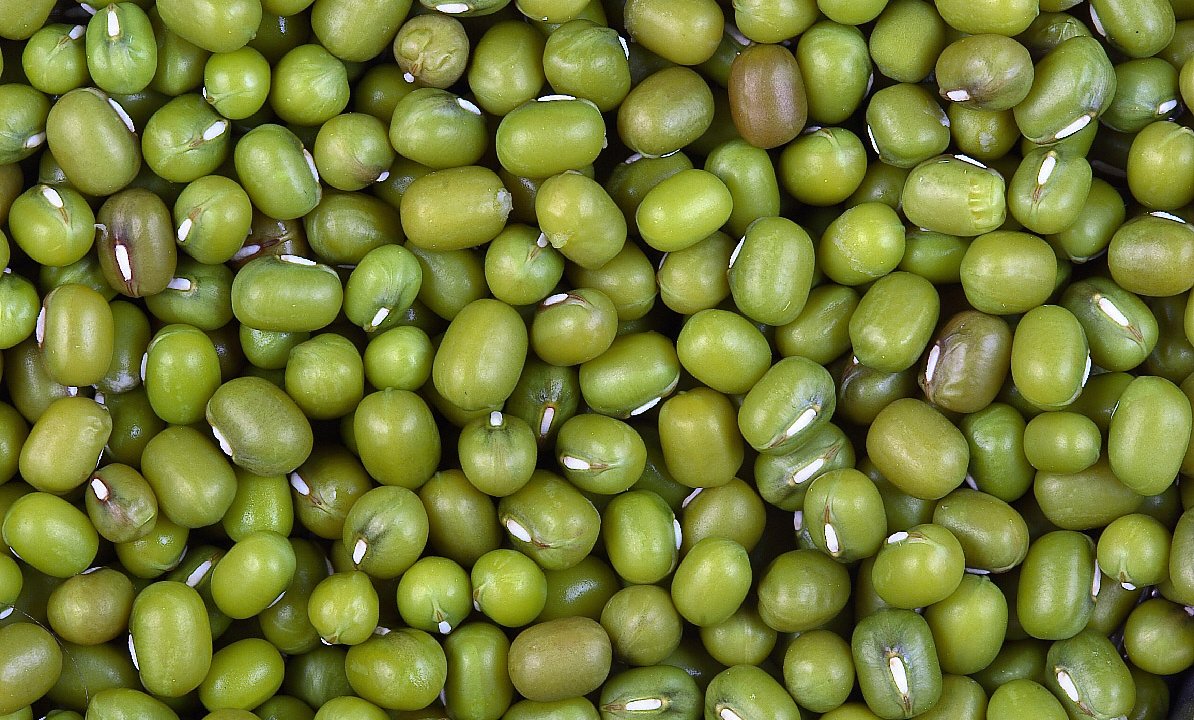 feijao-moyashi-beneficios-vigna-radiata