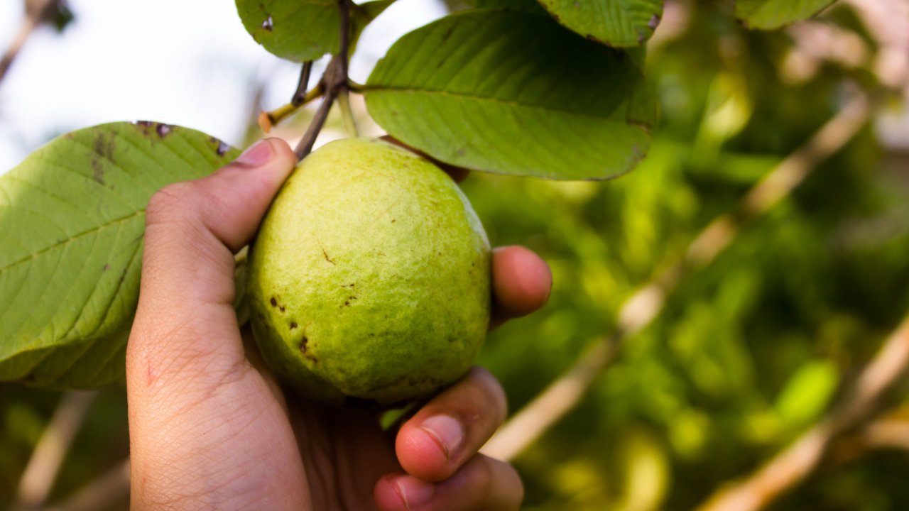 saude-alimentacao-frutas-goiaba